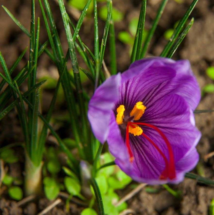 هر آنچه درباره گل زعفران باید بدانید!