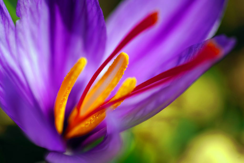 benefits of saffron for uterus