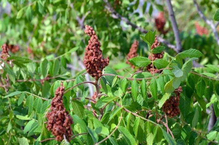 خواص سماق برای لاغری