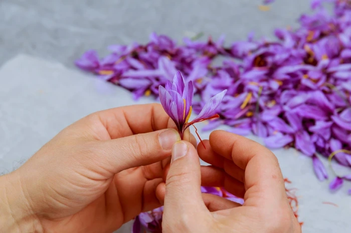 مراحل کاشت زعفران