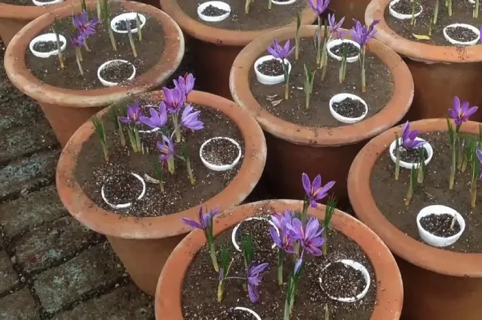 انتخاب گلدان زعفران