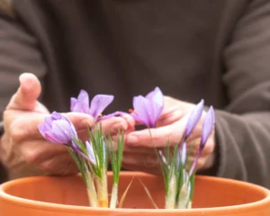 کاشت زعفران در خانه