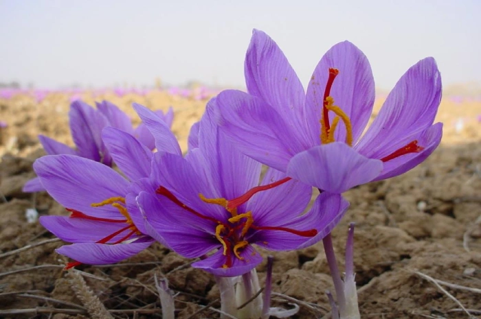 از گل زعفران در تهیه غذا چگونه استفاده کنیم؟